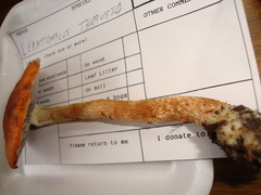 Leratiomyces squamosus thraustus