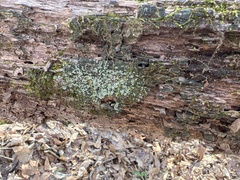 Cladonia caespiticia