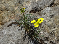 Erysimum sylvestre