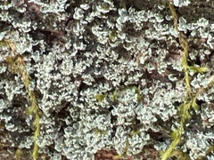 Cladonia caespiticia