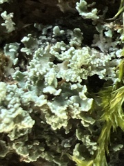 Cladonia caespiticia