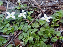 Houstonia procumbens