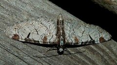 Eupithecia insigniata