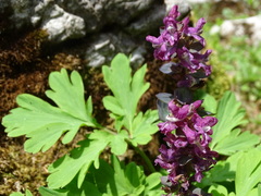 Corydalis cava