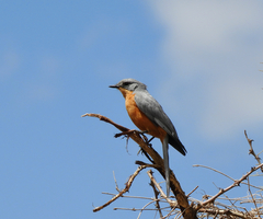 Melaenornis semipartitus
