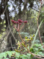 Arracacia