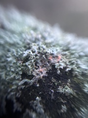 Erythricium aurantiacum