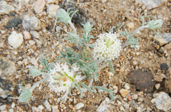 Chaenactis macrantha