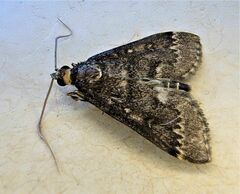 Proternia philocapna