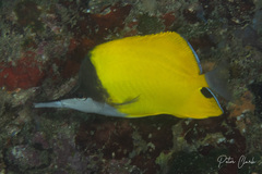 Forcipiger flavissimus