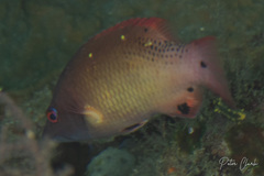 Bodianus dictynna