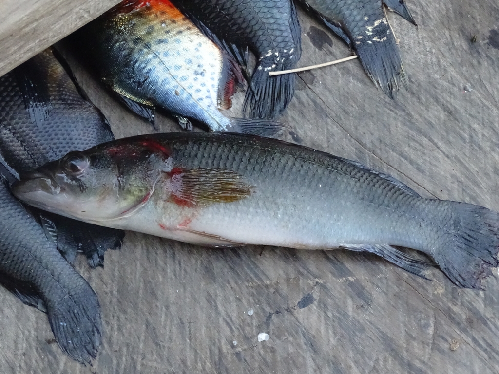 Johanna's pike cichlid (Crenicichla johanna) — Cichlidae