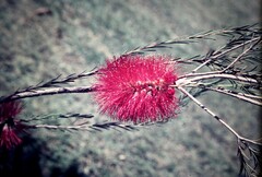 Melaleuca lateritia
