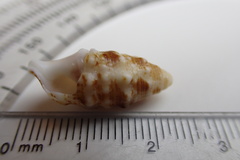 Cerithium litteratum