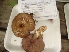 Entoloma violaceum
