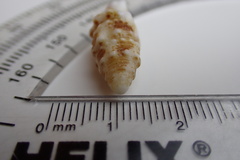 Cerithium litteratum