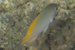 Pomacentrus lepidogenys