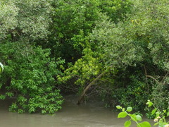 Excoecaria agallocha