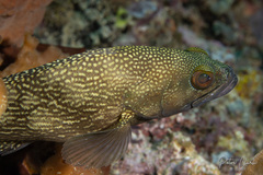 Epinephelus ongus