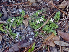 Houstonia procumbens