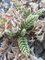 Horkelia hendersonii