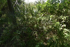 Trithrinax campestris