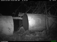 Peromyscus gossypinus allapaticola