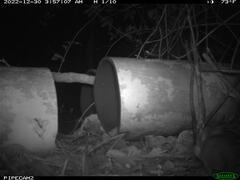 Peromyscus gossypinus allapaticola