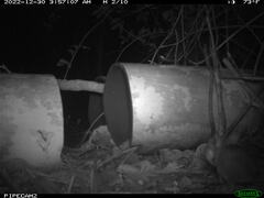Peromyscus gossypinus allapaticola