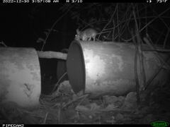 Peromyscus gossypinus allapaticola