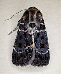 Proteuxoa sanguinipuncta