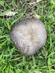 Coprinopsis uliginicola