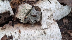 Pseudoschismatomma rufescens