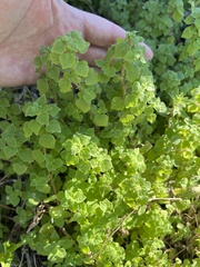 Parietaria floridana
