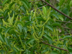 Excoecaria agallocha