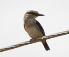 Halcyon leucocephala