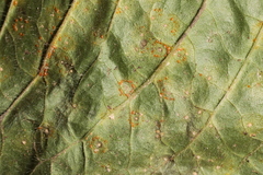 Coleosporium elephantopodis