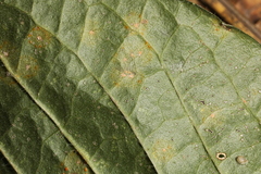 Coleosporium elephantopodis