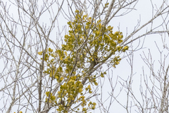 Phoradendron leucarpum