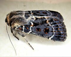 Proteuxoa sanguinipuncta