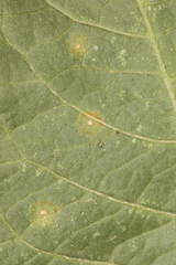 Coleosporium elephantopodis