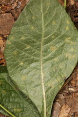 Coleosporium elephantopodis