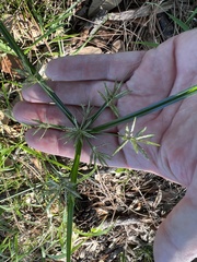 Cyperus sphacelatus