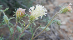 Chaenactis macrantha