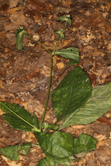 Coleosporium elephantopodis