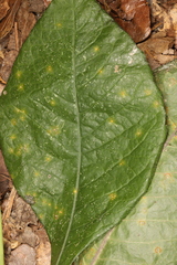 Coleosporium elephantopodis