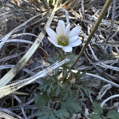 Anemone tuberosa