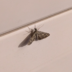 Lepidoptera