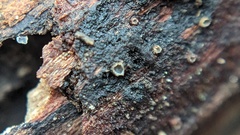 Sphaerobolus stellatus