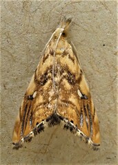 Glaucocharis selenaea